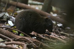 Hypsiprymnodon moschatus