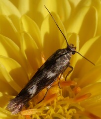 Scythris trivinctella