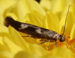 Scythris trivinctella