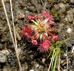 Drosera pygmaea