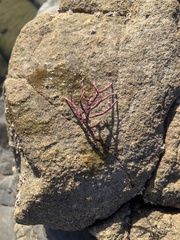 Corallinaceae