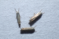 Polyhymno luteostrigella