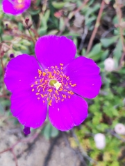 Cistanthe grandiflora