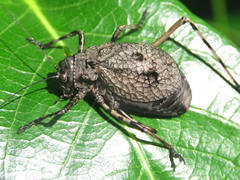 Acripeza reticulata