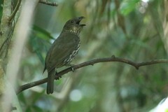 Scenopoeetes dentirostris