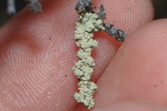 Flavoparmelia subcapitata