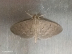 Herpetogramma licarsisalis