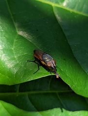 Stomorhina xanthogaster