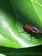 Stomorhina xanthogaster
