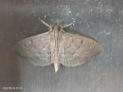 Herpetogramma licarsisalis