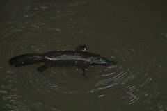 Ornithorhynchus anatinus