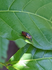 Stomorhina xanthogaster