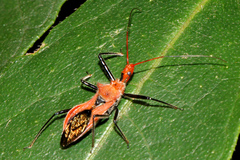 Gminatus wallengreni