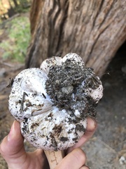Rhizopogon