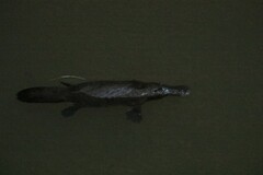 Ornithorhynchus anatinus