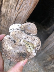 Rhizopogon