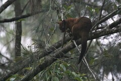 Trichosurus johnstonii