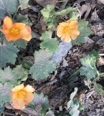 Modiolastrum malvifolium