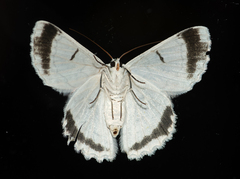 Pingasa chlora