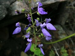 Coleus scutellarioides
