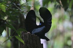 Ptiloris victoriae