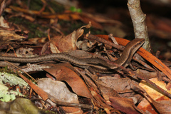 Lampropholis