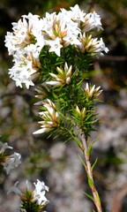Epacris lanuginosa