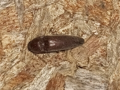 Elaterinae