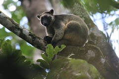 Dendrolagus lumholtzi