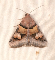 Drasteria pallescens