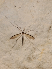 Tipuloidea