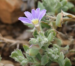 Scaevola humilis