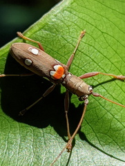 Olenecamptus bilobus