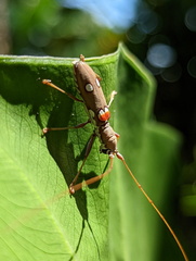 Olenecamptus bilobus