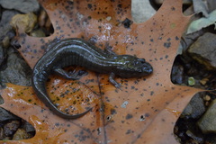 Desmognathus conanti