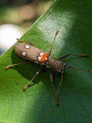 Olenecamptus bilobus
