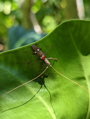 Olenecamptus bilobus