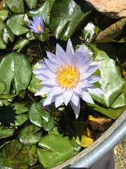 Nymphaea elegans