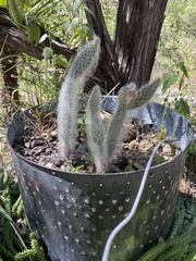 Opuntia senilis