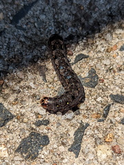 Spodoptera litura