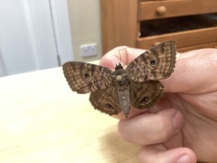 Speiredonia spectans
