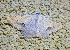 Frederickia s-signata