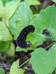 Spodoptera litura