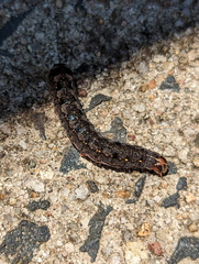 Spodoptera litura