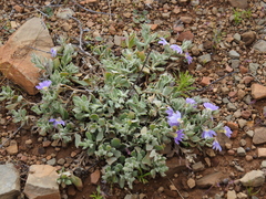 Scaevola humilis