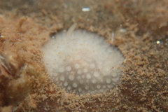 Onchidoris muricata