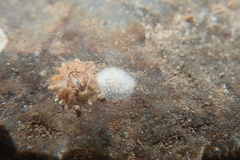 Onchidoris muricata