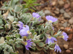 Scaevola humilis