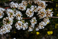 Epacris lanuginosa