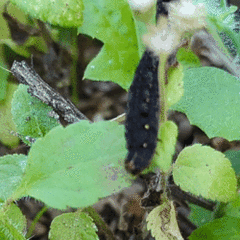 Spodoptera litura